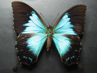 Papilio ulysses joesa - Adult